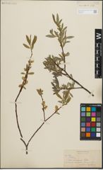 Foto von Salix lemmonii Bebb